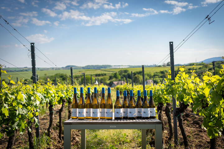  Spargelzeit 12er Paket / Weingut Nauerth-Gnägy / Schweigen-Rechtenbach