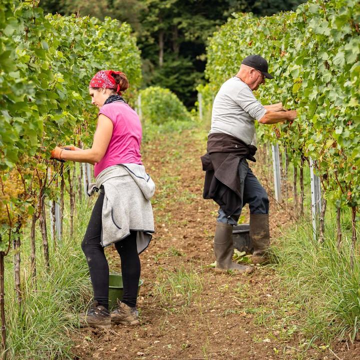 Bild Weinlese_25_k-26.jpg