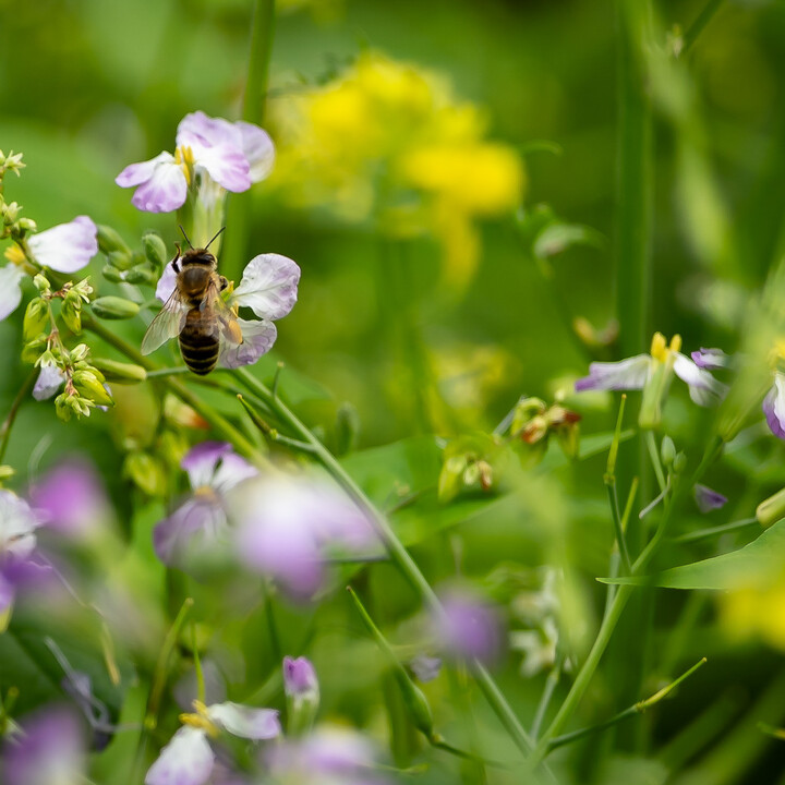 Bild Weinlese_25_k-10.jpg