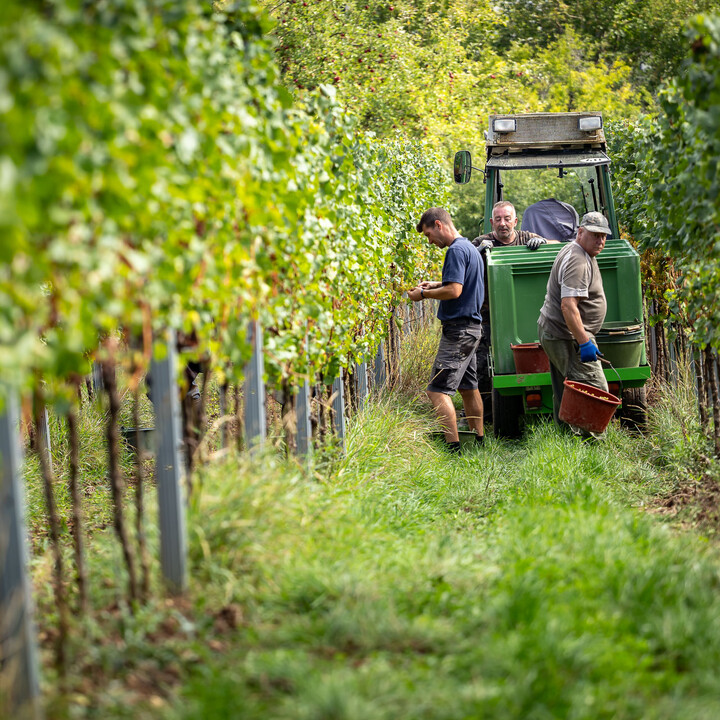 Bild Weinlese_25_k-30.jpg