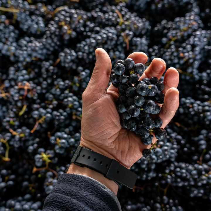 Bild Weinlese_25_k-56.jpg