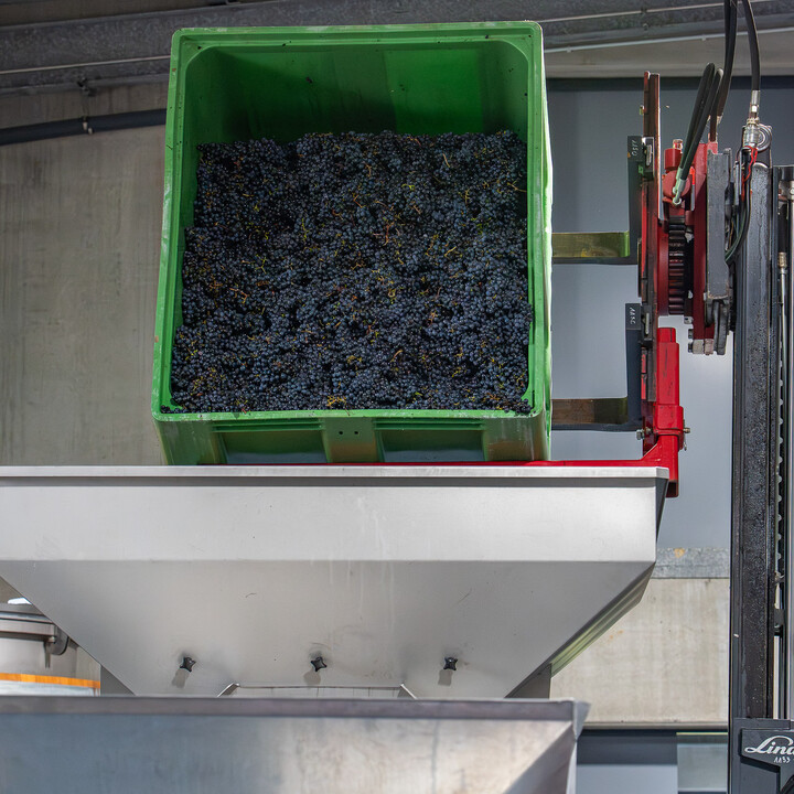 Bild Weinlese_25_k-58.jpg