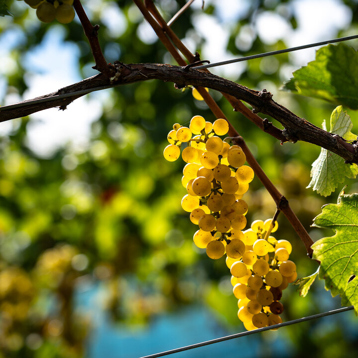 Bild Weinlese_25_k-14.jpg