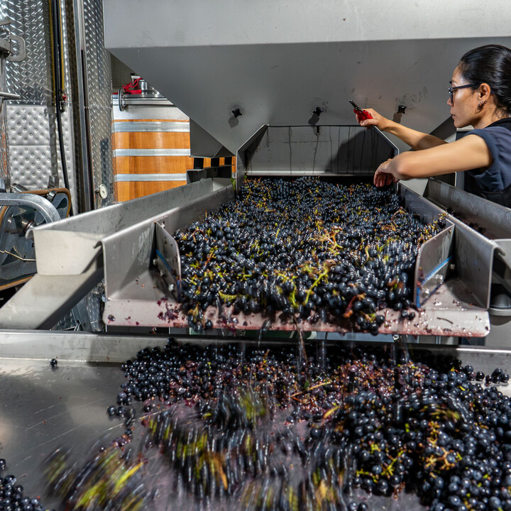 Bild Weinlese_25_k-60.jpg