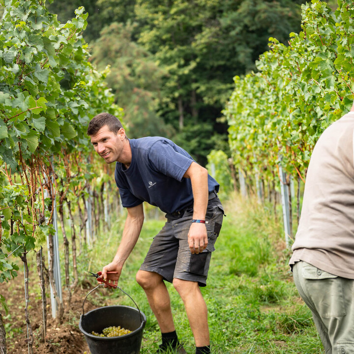 Bild Weinlese_25_k-22.jpg