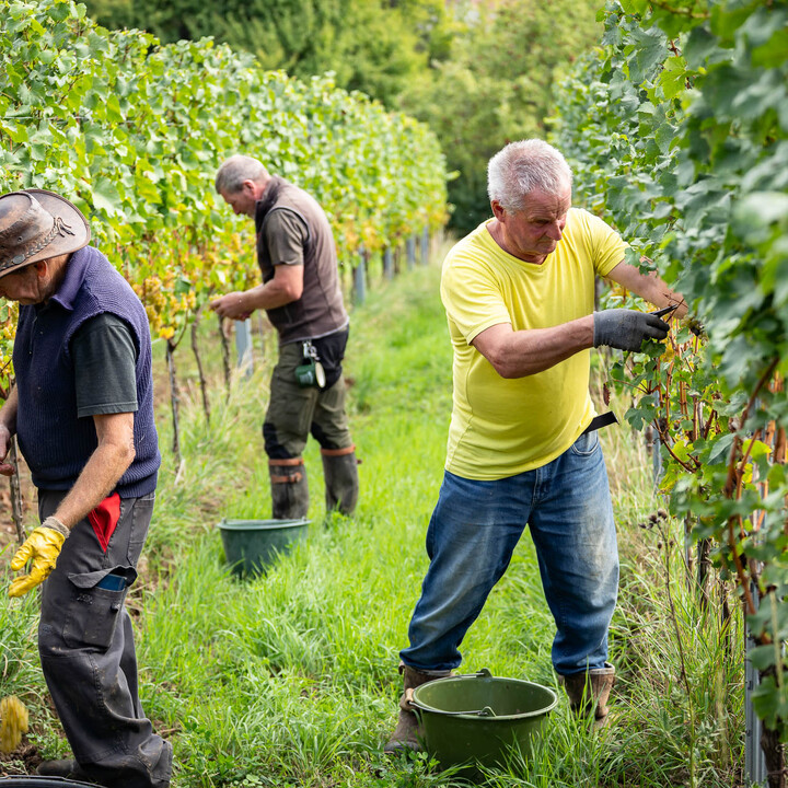 Bild Weinlese_25_k-28.jpg